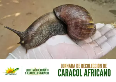 JORNADA DE RECOLECCIÓN DE CARACOL AFRICANO