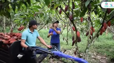 Cómo van los cultivos de cacao en el municipio