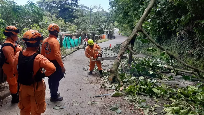 Emergencias por árboles caídos a causa de fuertes vientos en Acacías