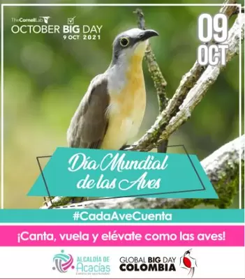 Día del Pájaro #OctoberBigDay