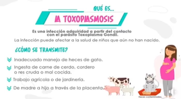 Síntomas de la Toxoplasmosis