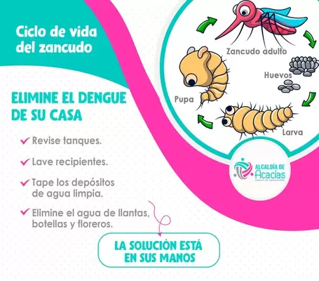 Ciclo de vida del zancudo del Dengue